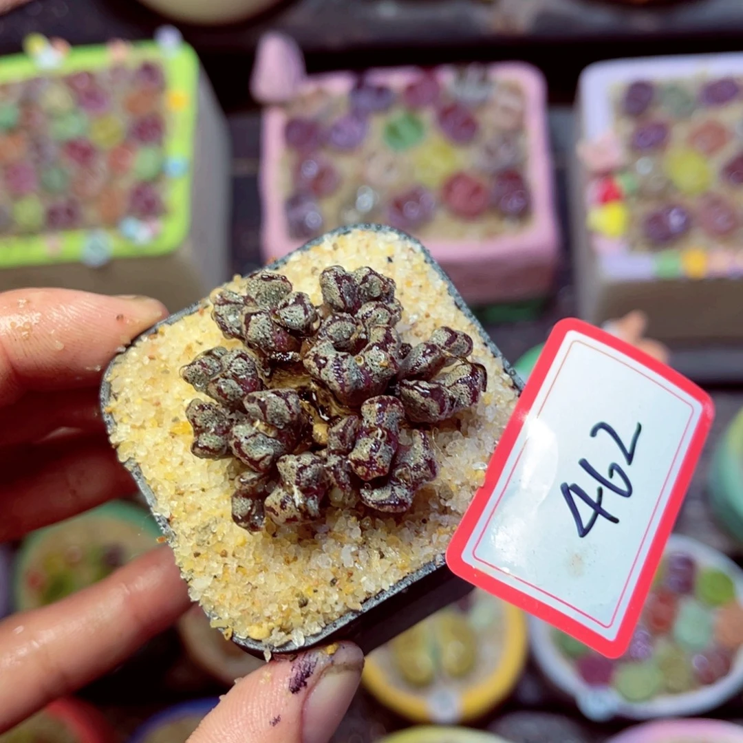 462生石花带盆发1