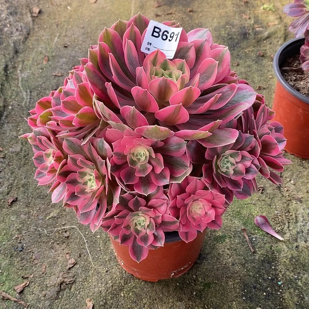 女妖多肉植物691