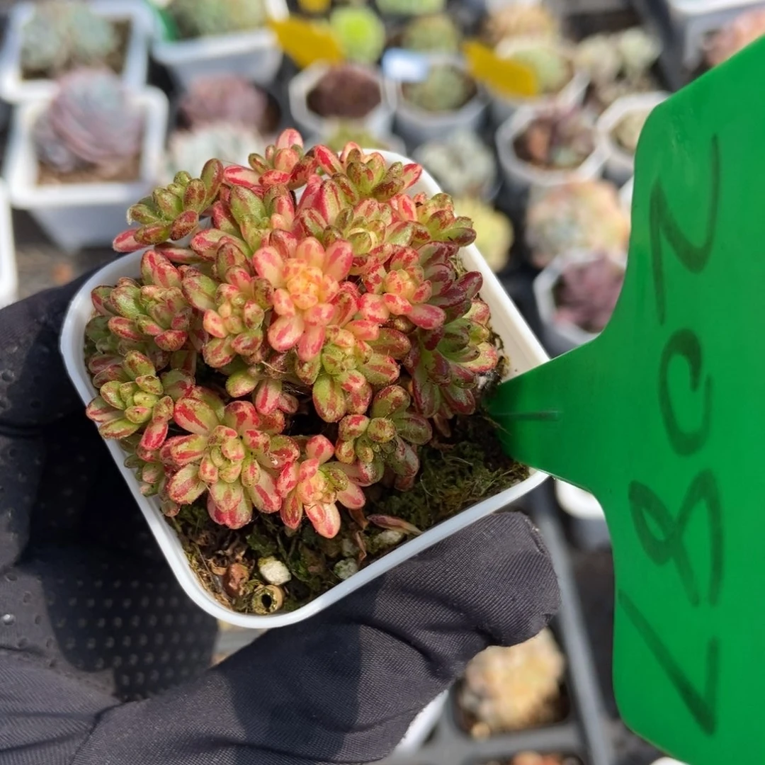 2087小人祭锦多肉植物保护