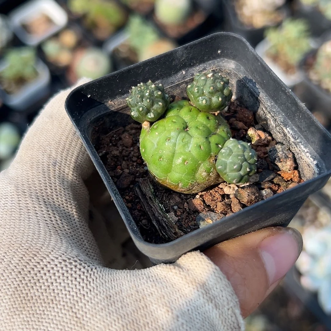 无束缚呃呃呃呃呃呃呃呃