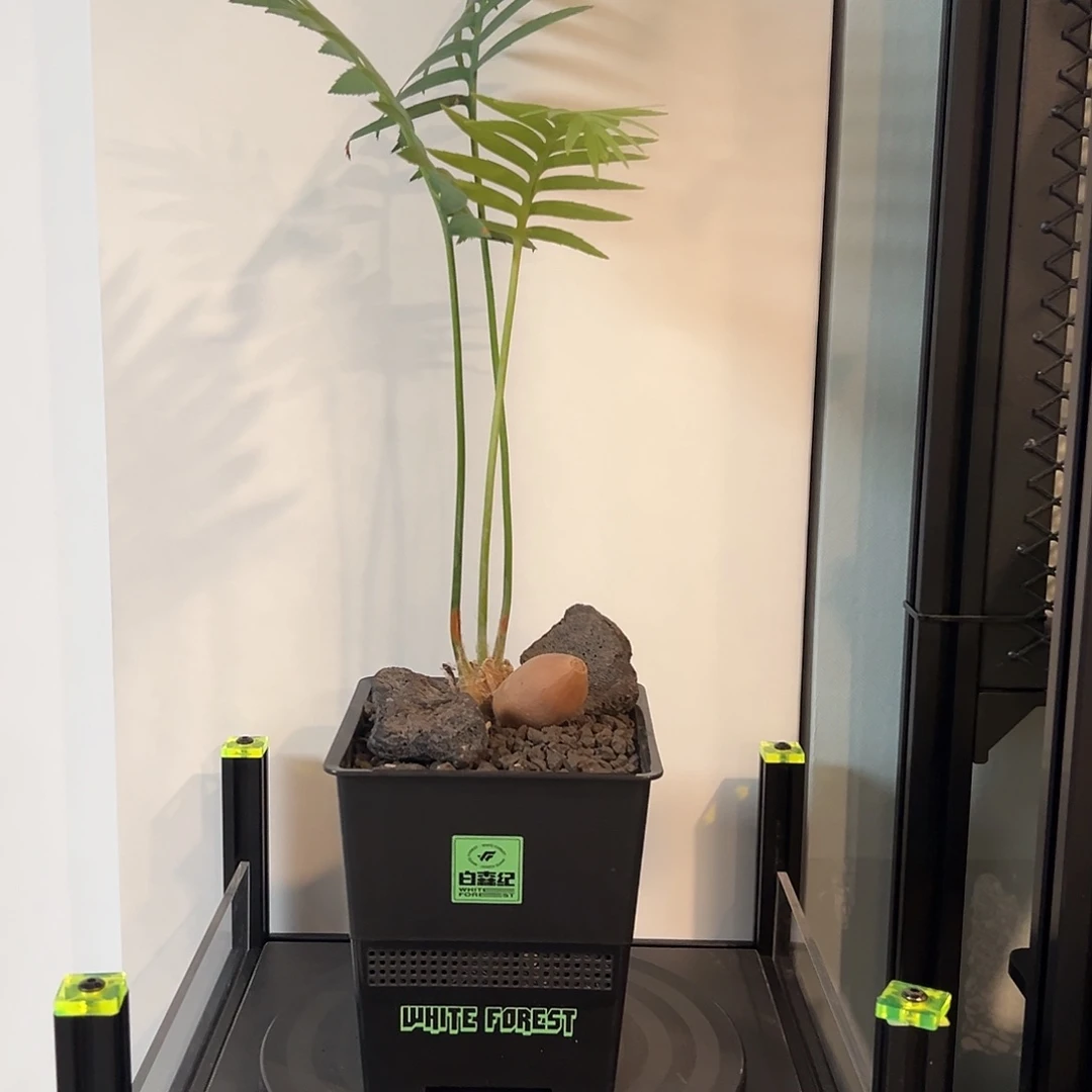 巨型双子铁一物一拍带盆土