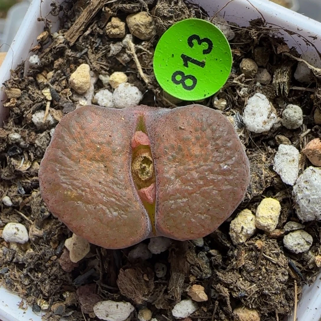 腰子窗多肉植物813