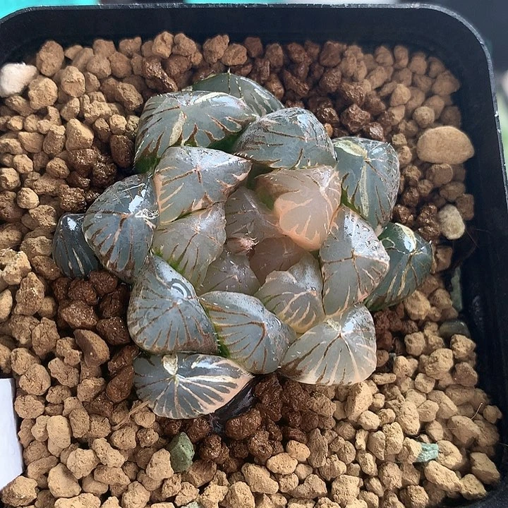 龙爪玉露锦一物一拍