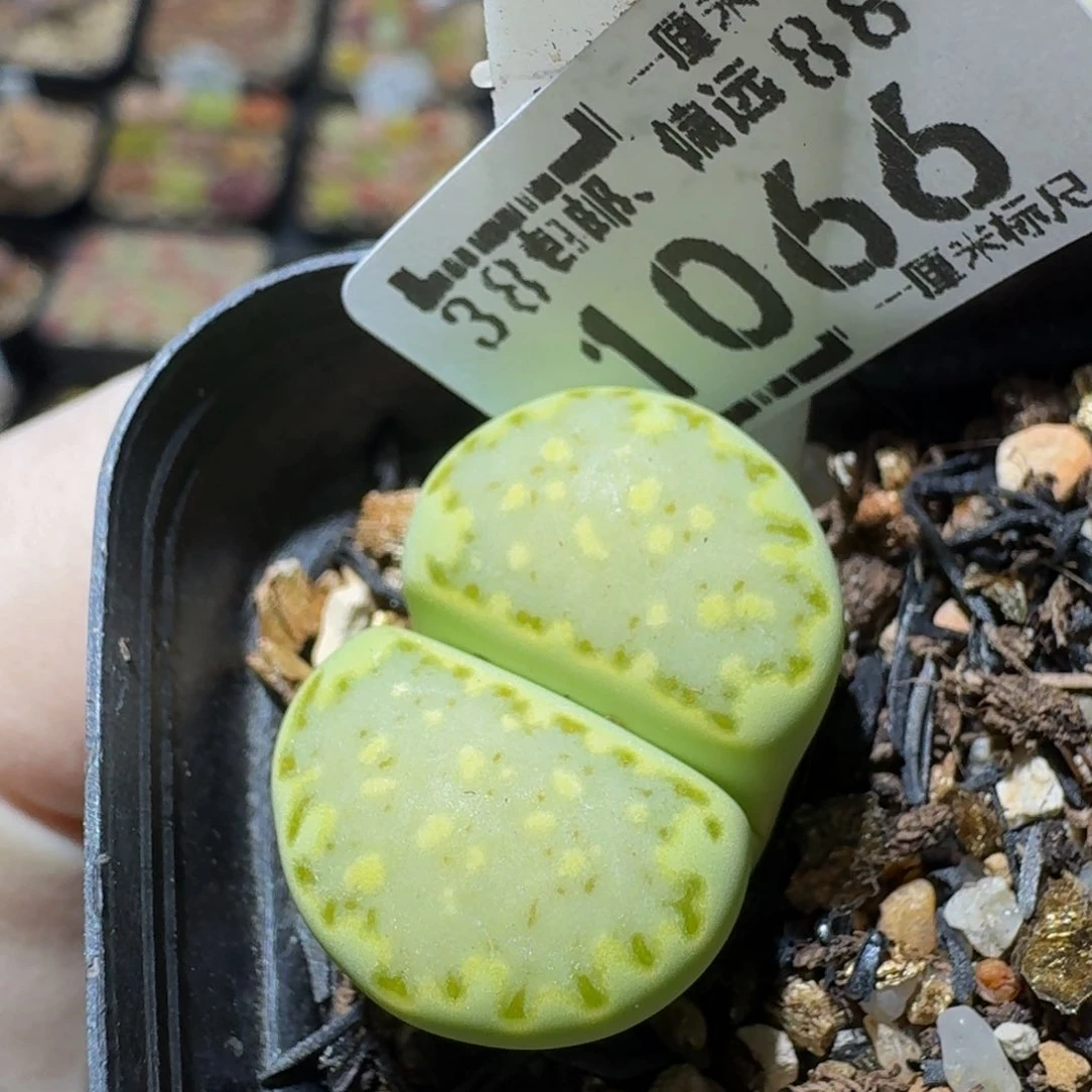 zzzz生石花肉锥1066