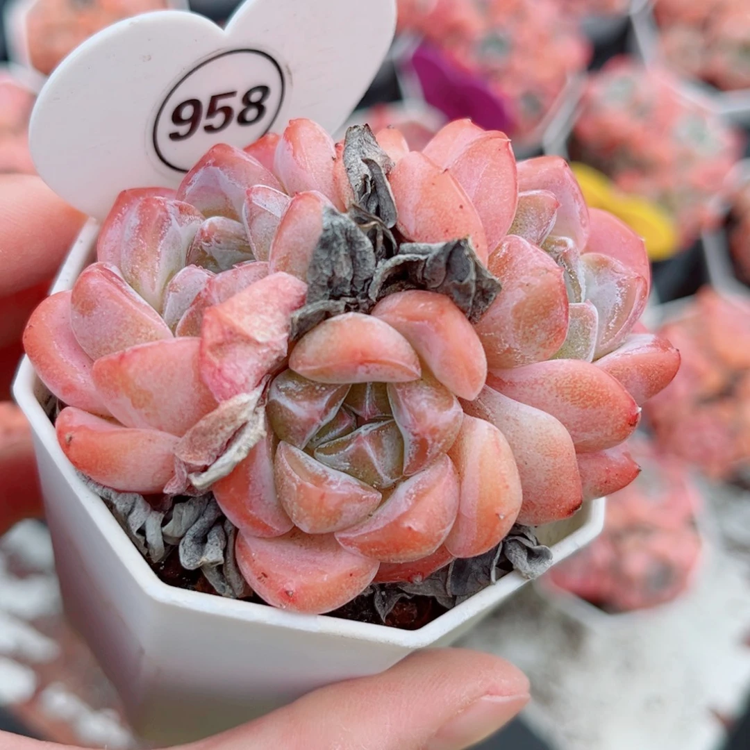 958号小老桩糖心群