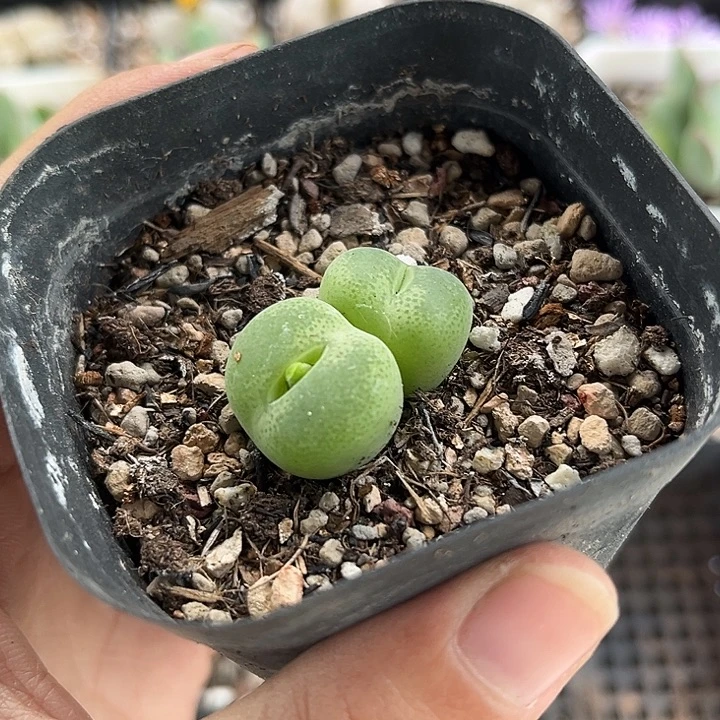 满28包邮 脱土发 翠光3