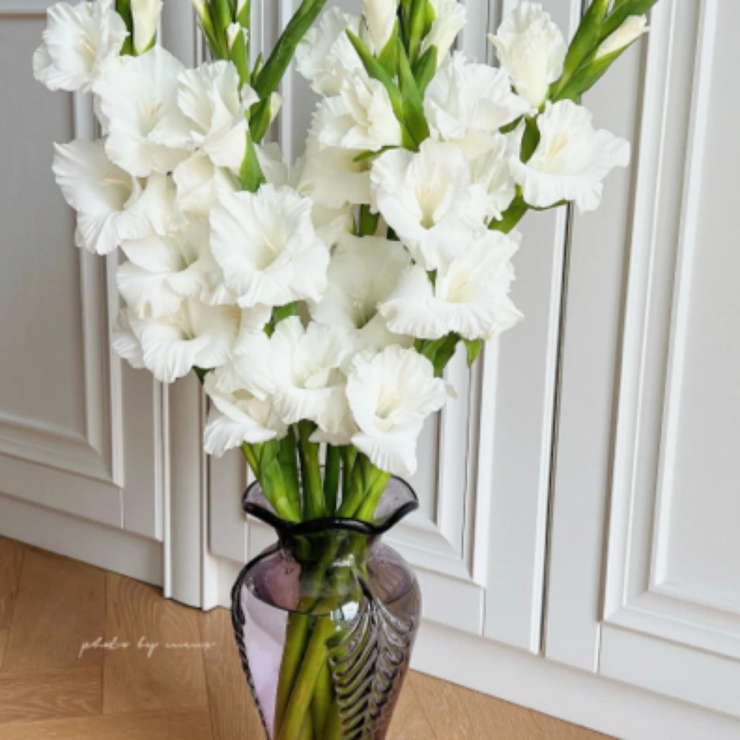 白色剑兰 年宵花 花期超长 新手必入