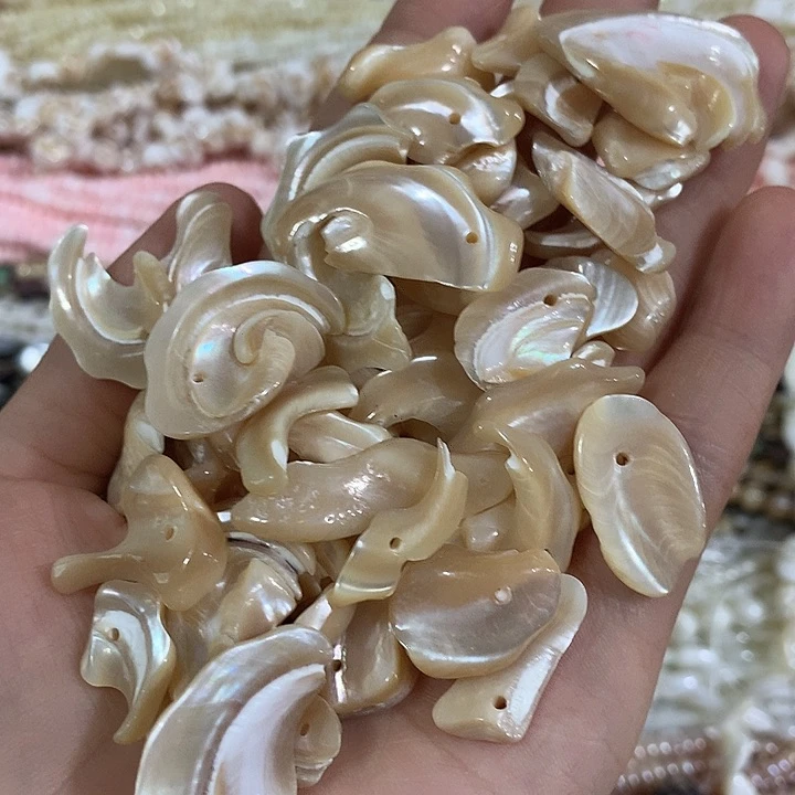 30个马蹄螺卷卷片