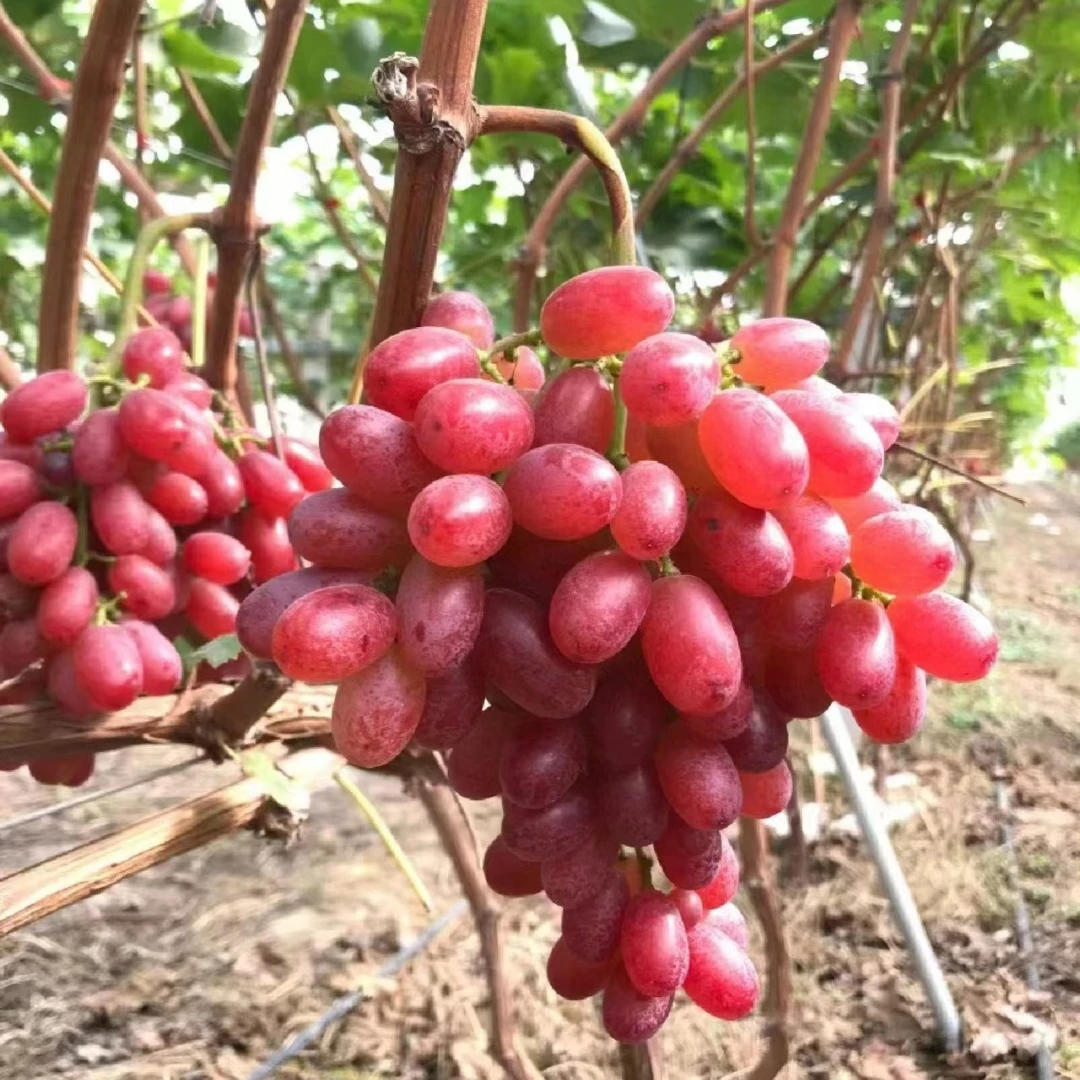 克伦生葡萄树苗晚熟爬藤无籽红提葡萄苗庭院盆栽南北方种植果树苗