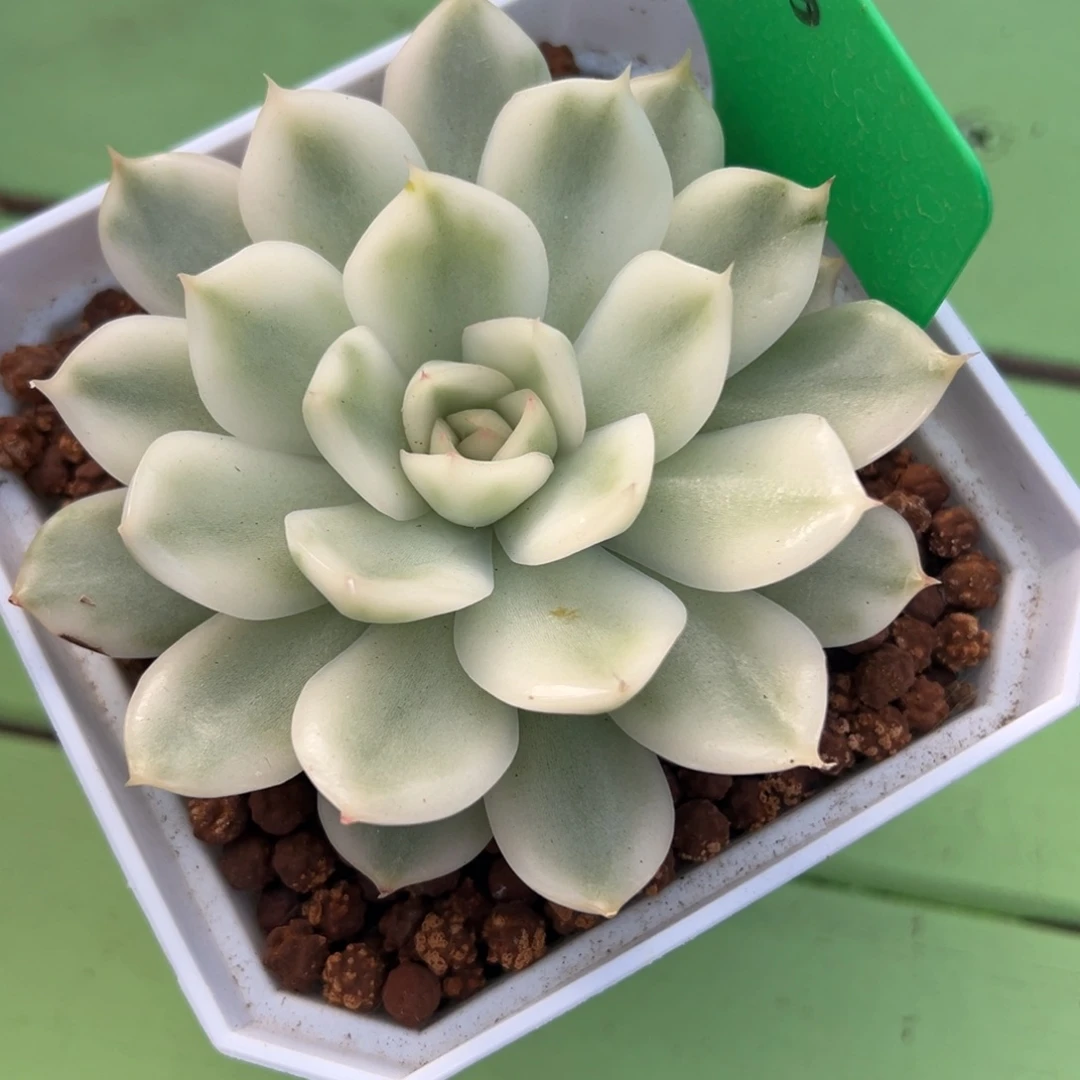 那***光琉璃盏，覆轮锦侧头预定