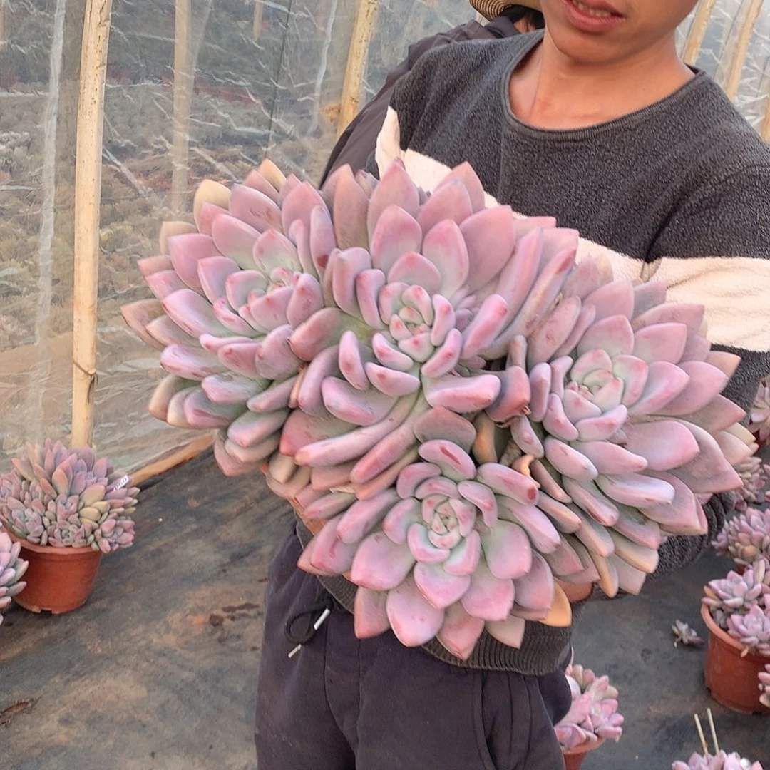 51 奥普 一物一拍多肉