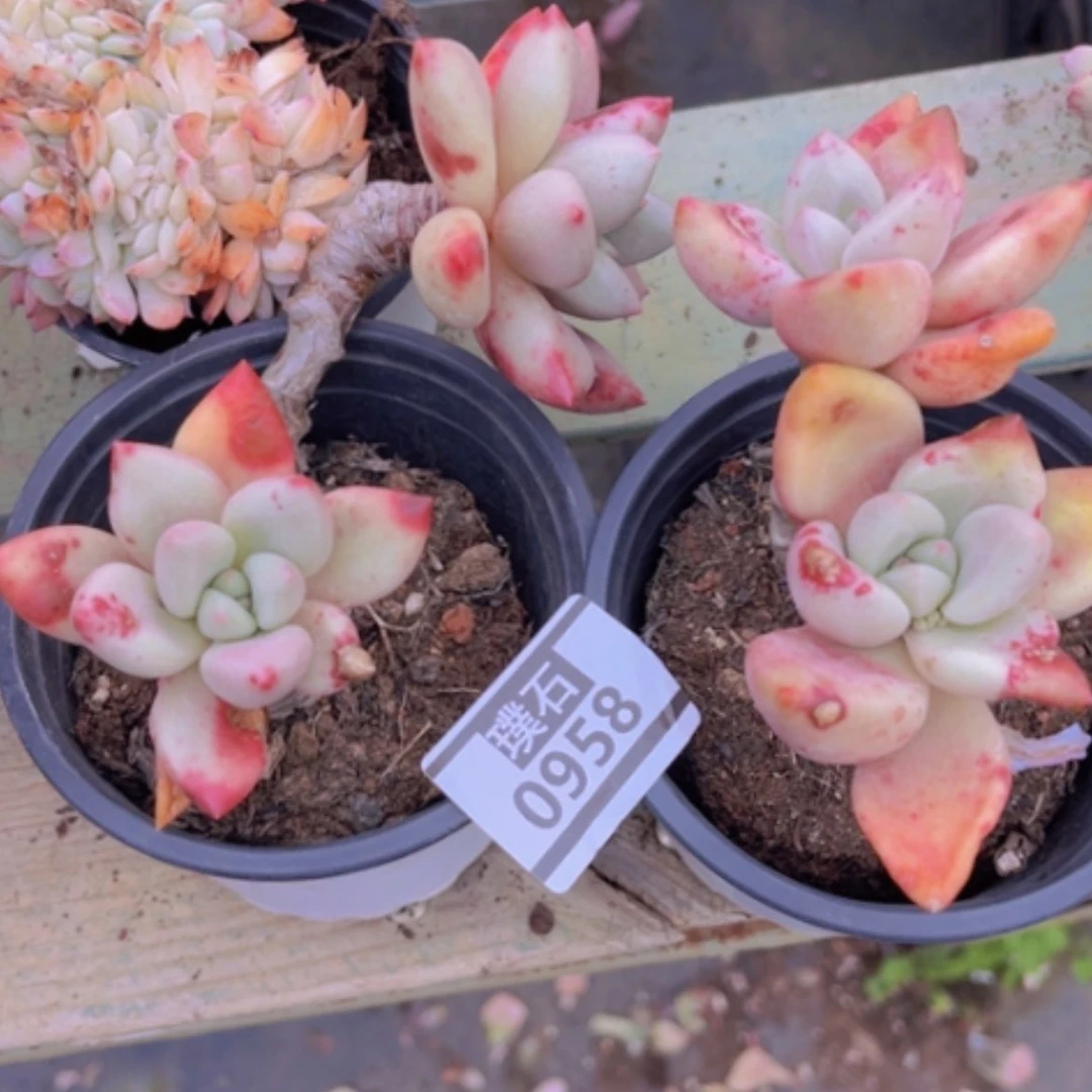 【闪购商品】小**G桃花源0958