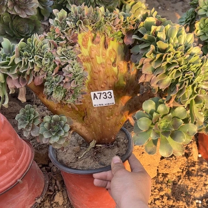 玫瑰缀多肉植物733.