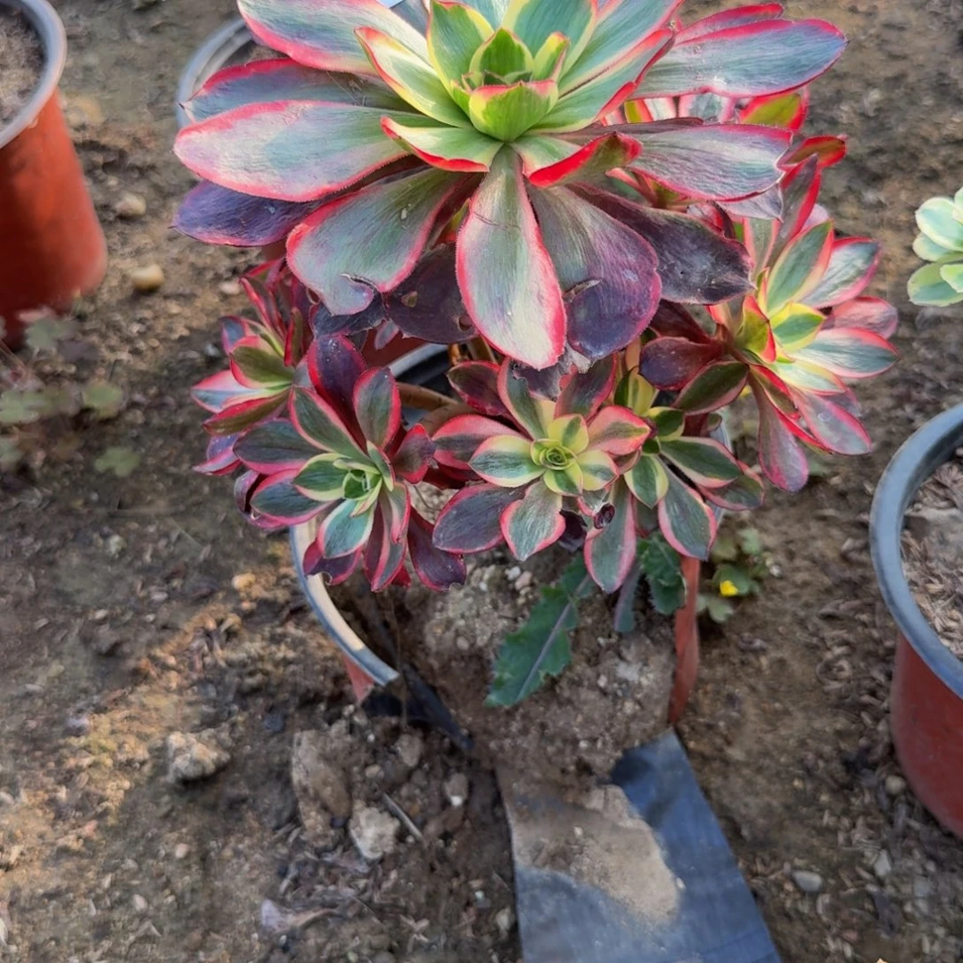 133红魔女。多肉植物