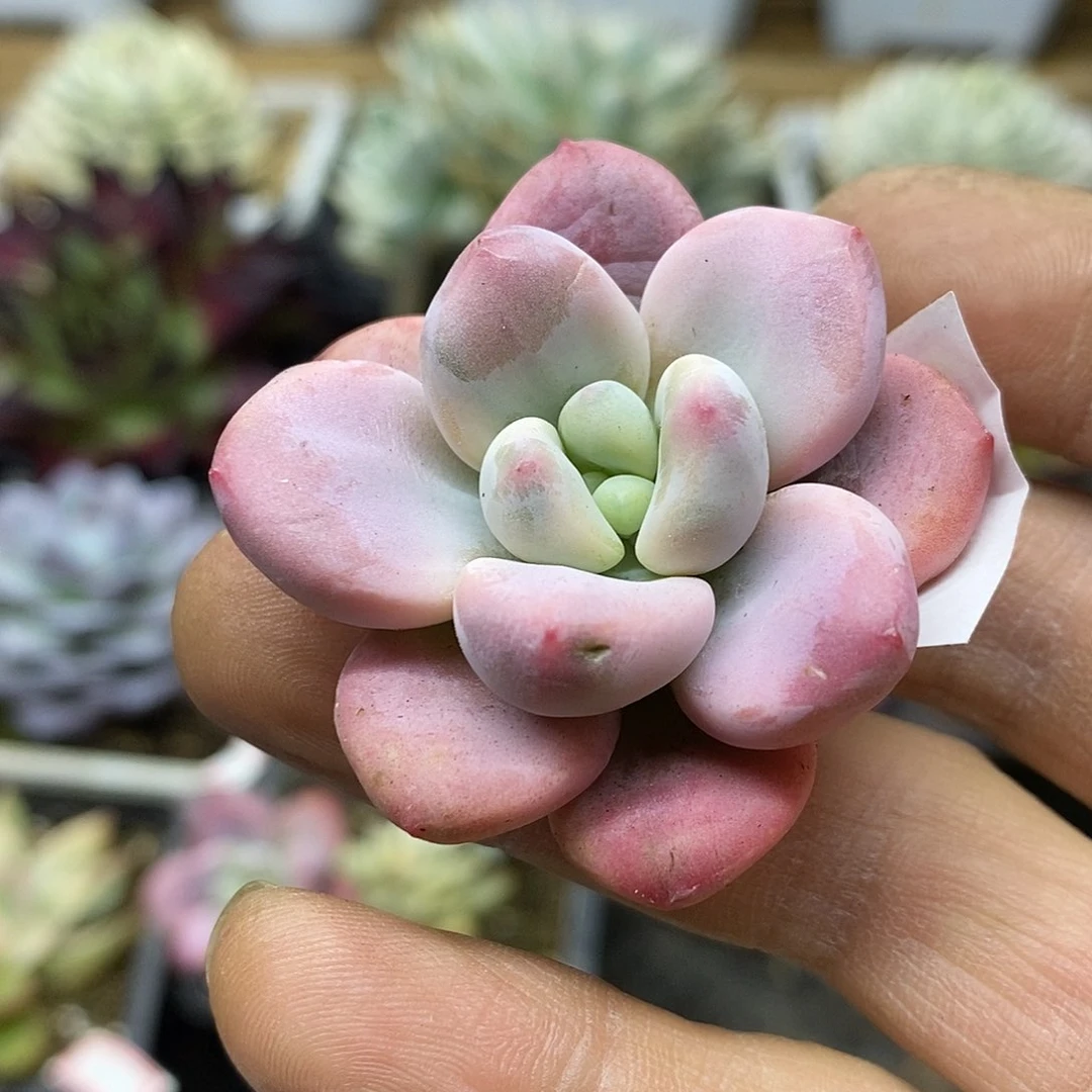 2320 红洛神锦头盖