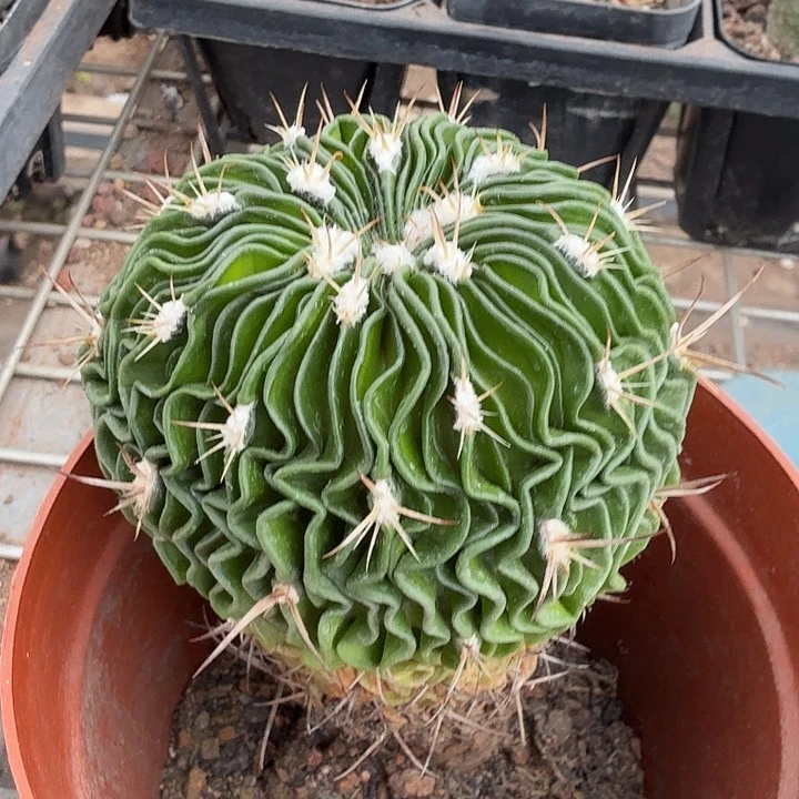 实生大多棱玉7仙人球