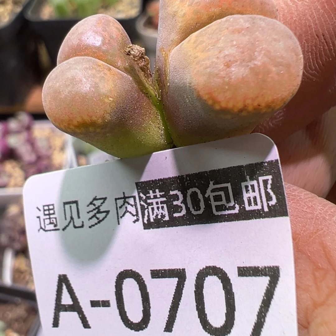 肉植物111多种111