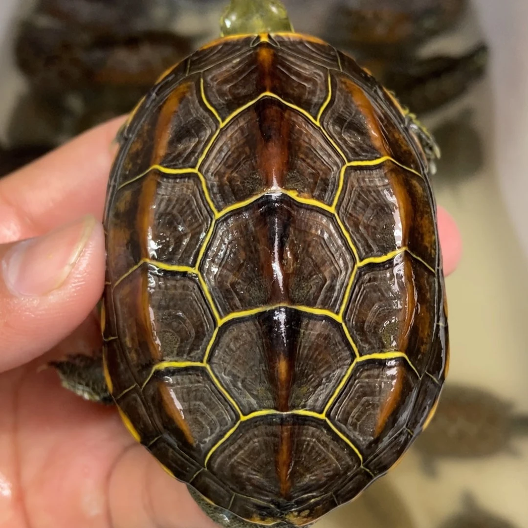 中华草龟公母搭配