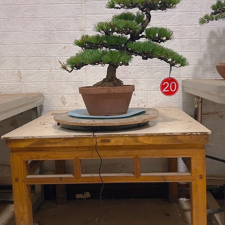 无花朵五针松老桩老松