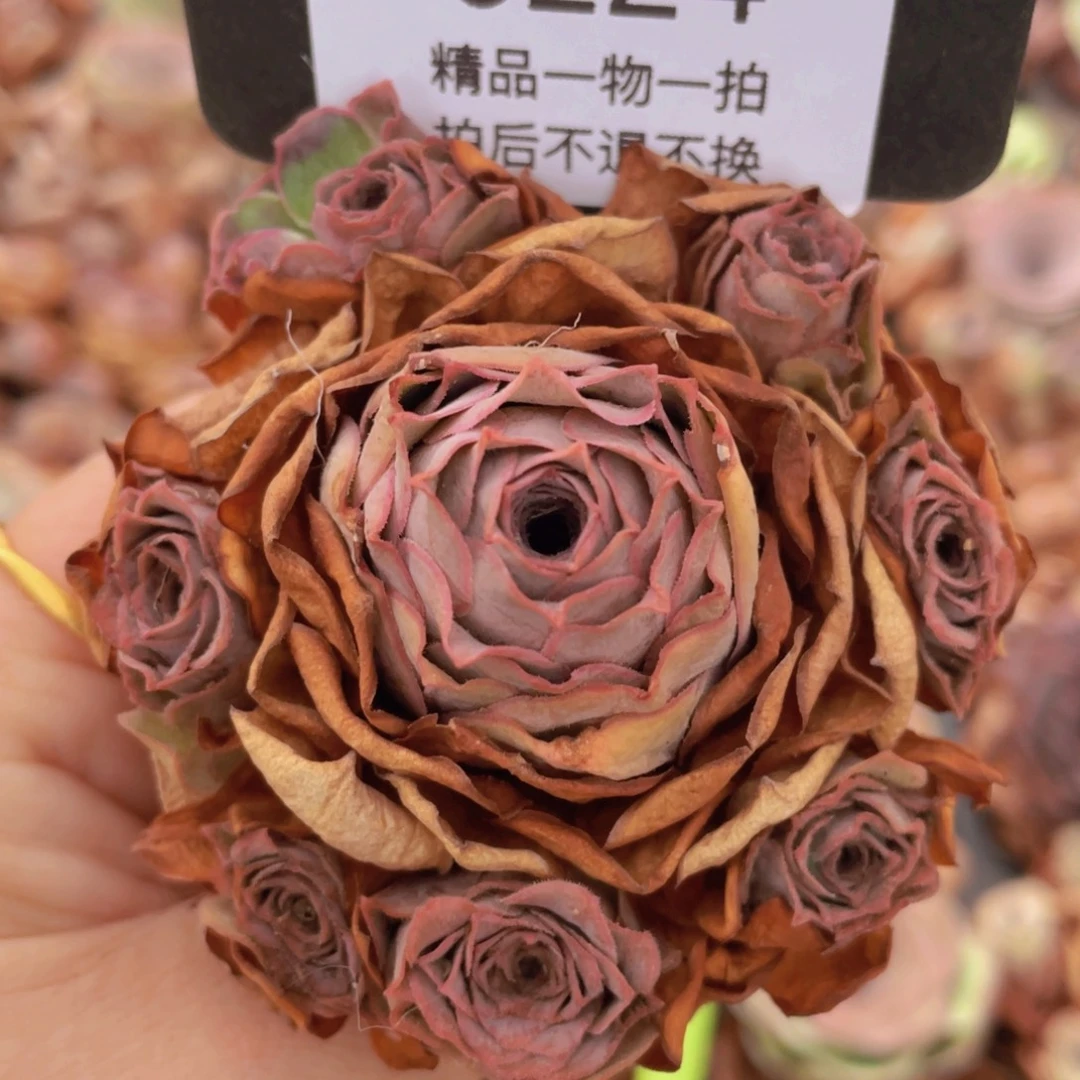 山地玫瑰0224裸根发货断枝不包损不售后