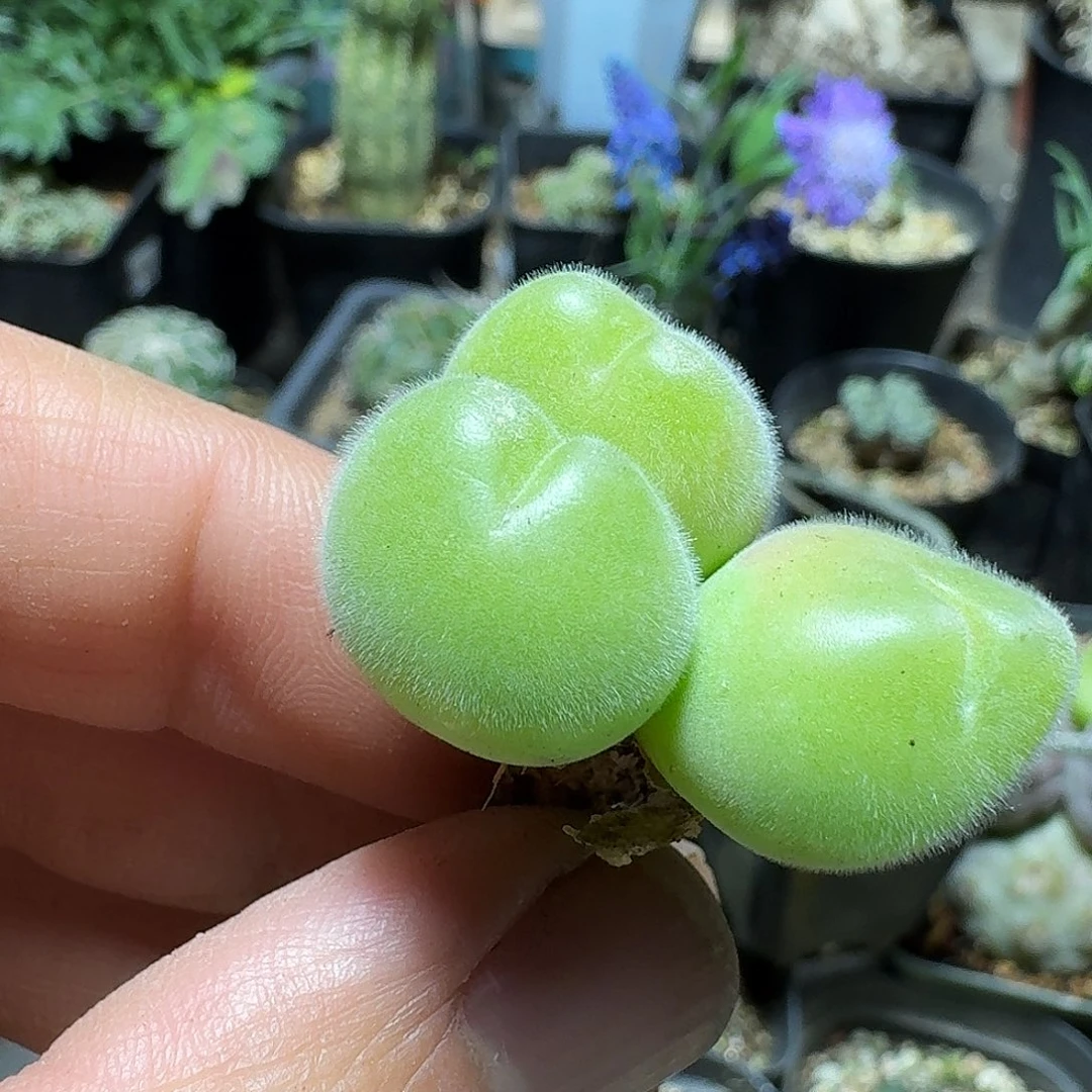 207长毛毛翠滴脱土