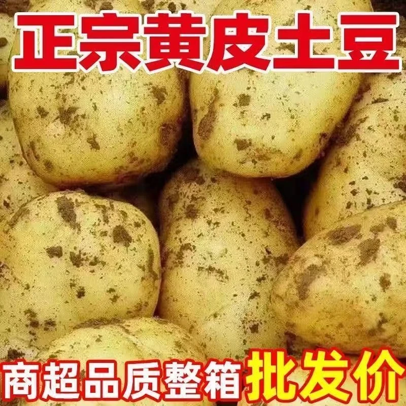 精品小果东北黄皮黄心沙糯粉面土豆新鲜现挖马铃薯