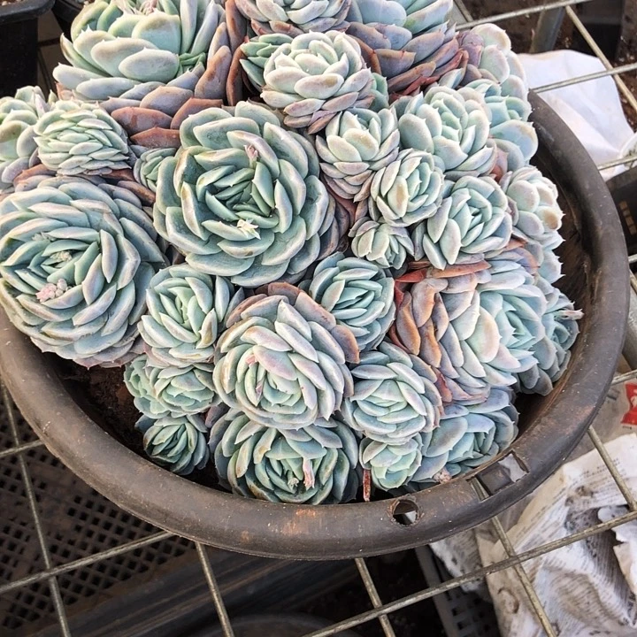 M*n西娜大群多肉植物