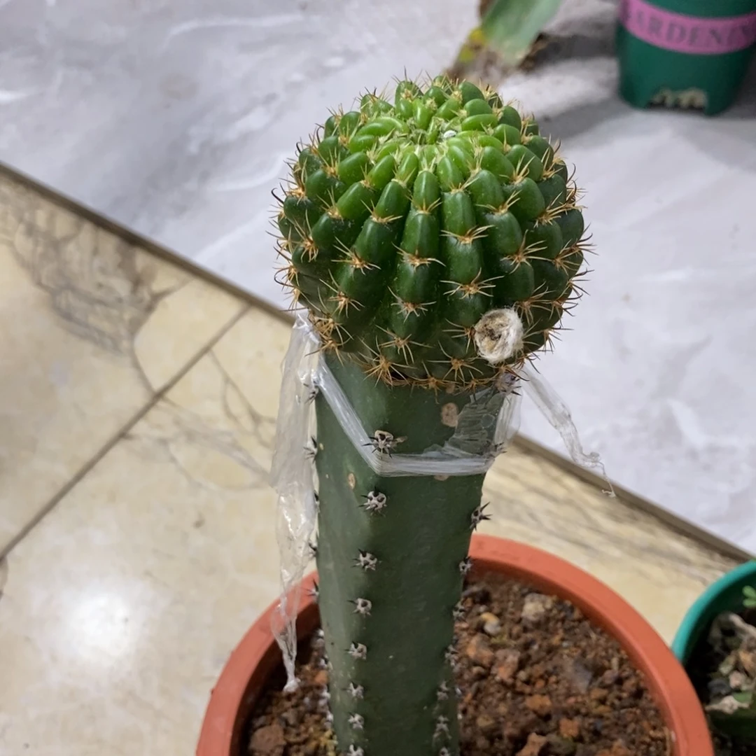新品丽花L34绣谱母本