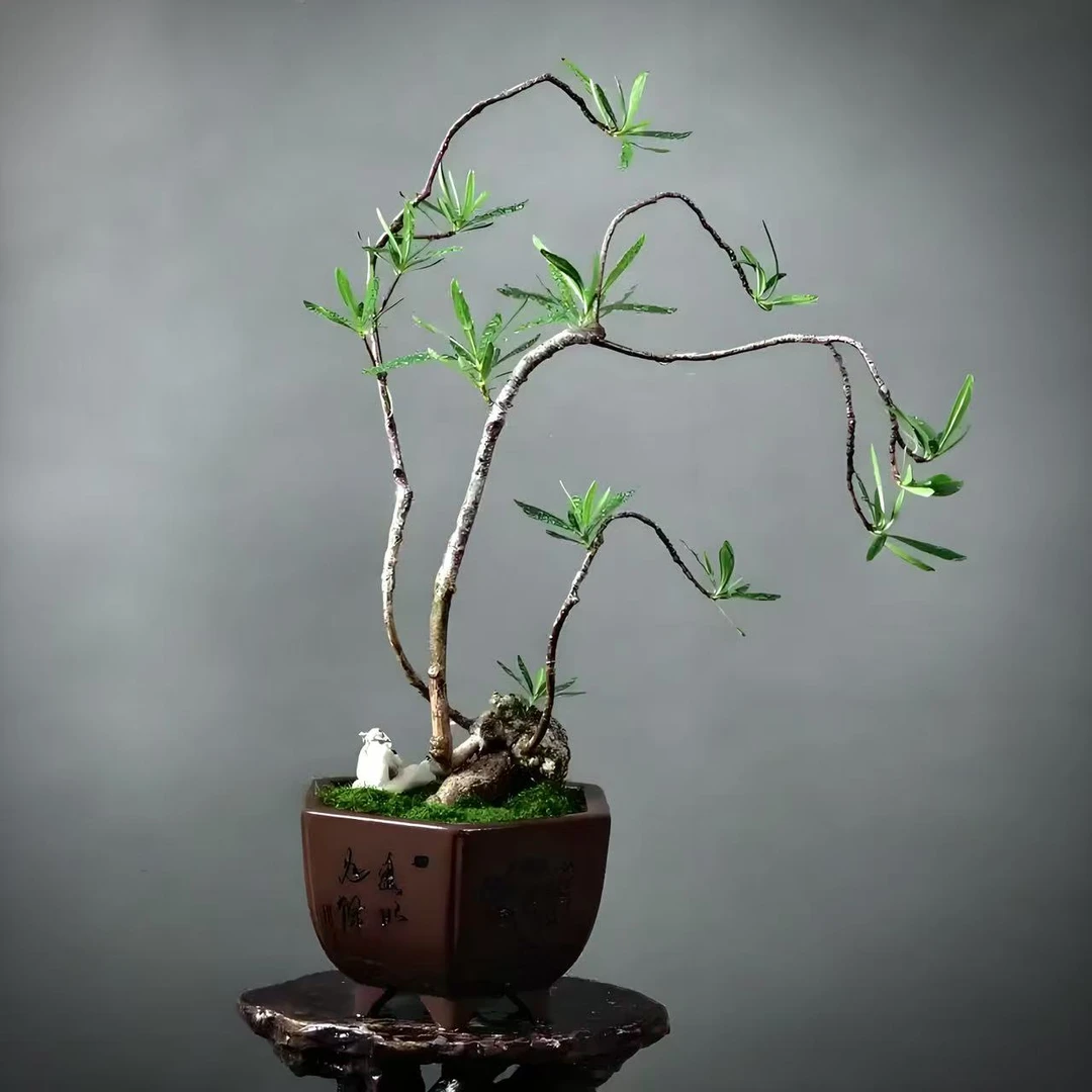 海岛柳叶栀子花盆景水培土培老桩好养活