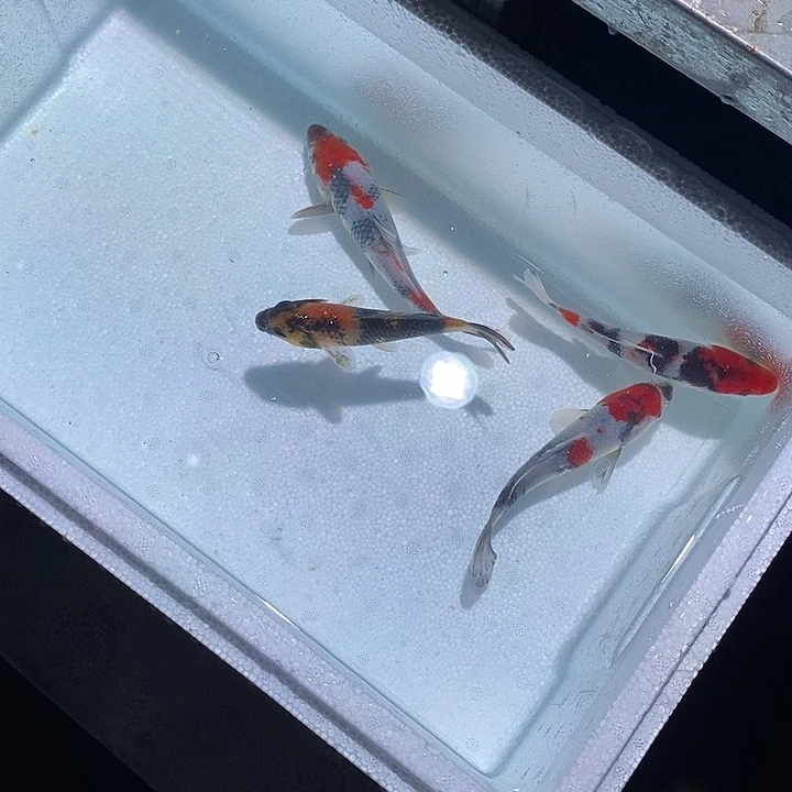 锦鲤锦鲤活鱼开箱包活