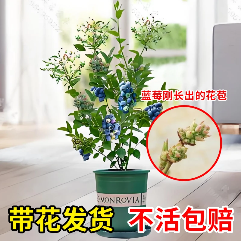 【带花原土发货】蓝莓苗南北方种植抗寒抗冻当年结果盆栽地栽阳台苗