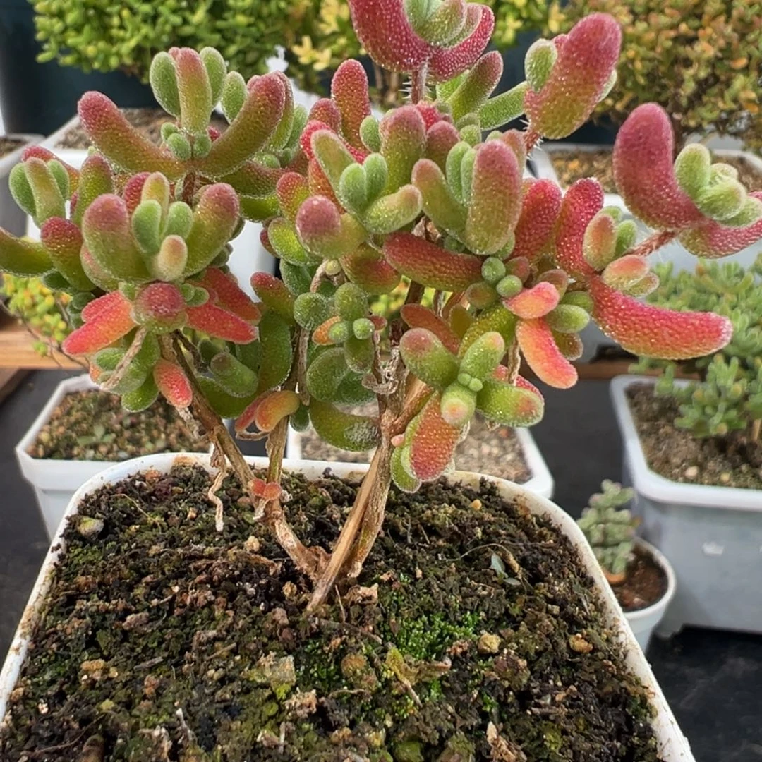 D2704红叶一物一拍