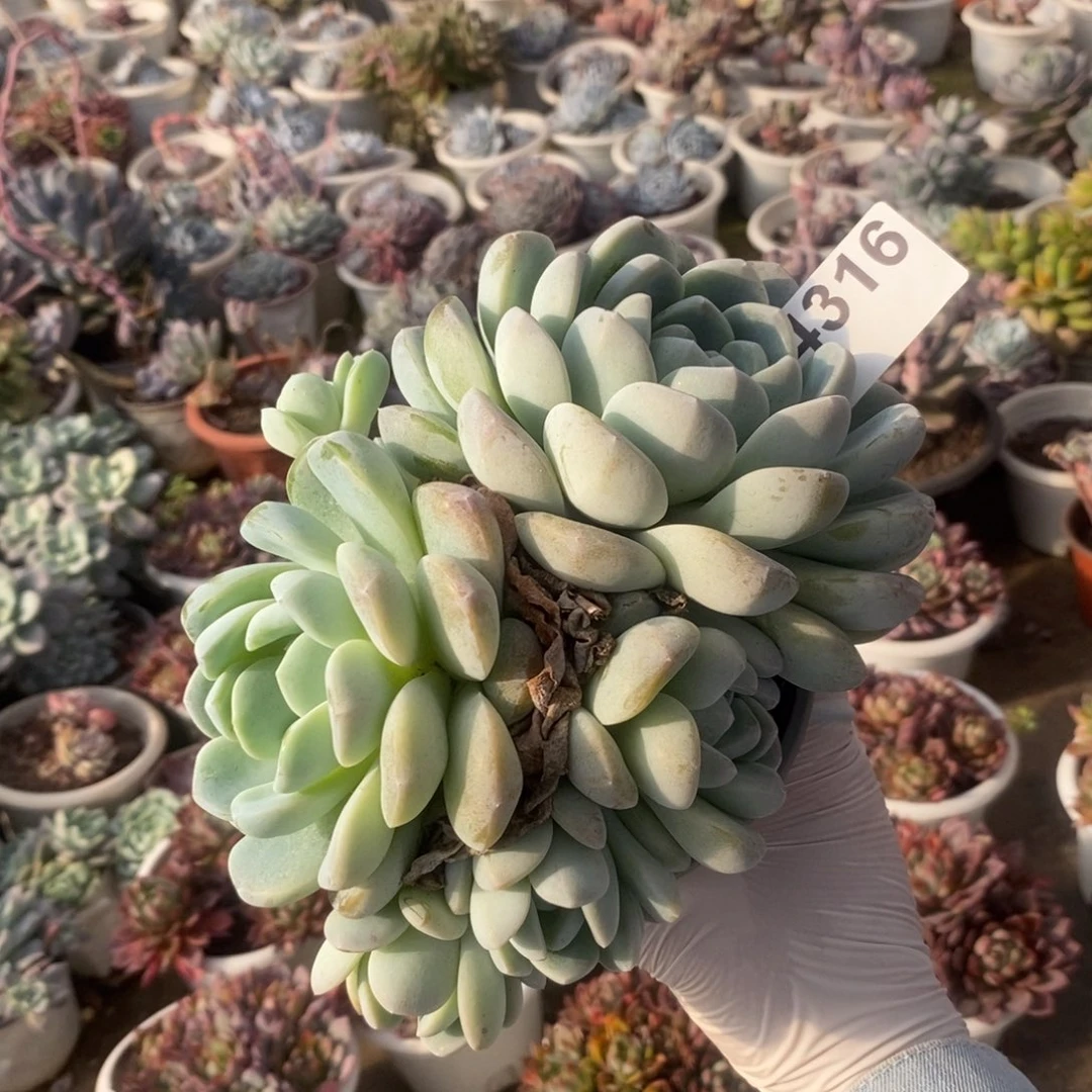 4316冰玉多头一物一拍