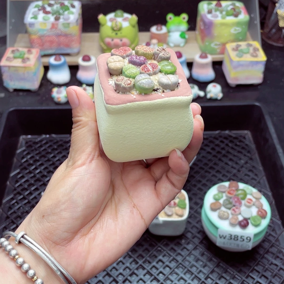 w3860 开播福利 带盆土发货一物一拍