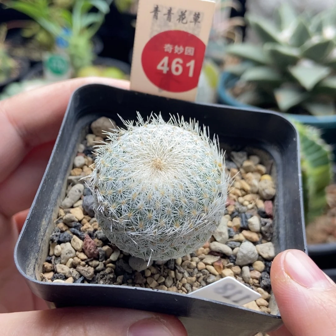 实生月世界3.3cm一棵仙人球