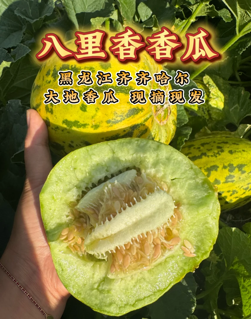 大勇专属八里香香瓜依安县现摘现发新鲜采摘东北特产甘甜可口