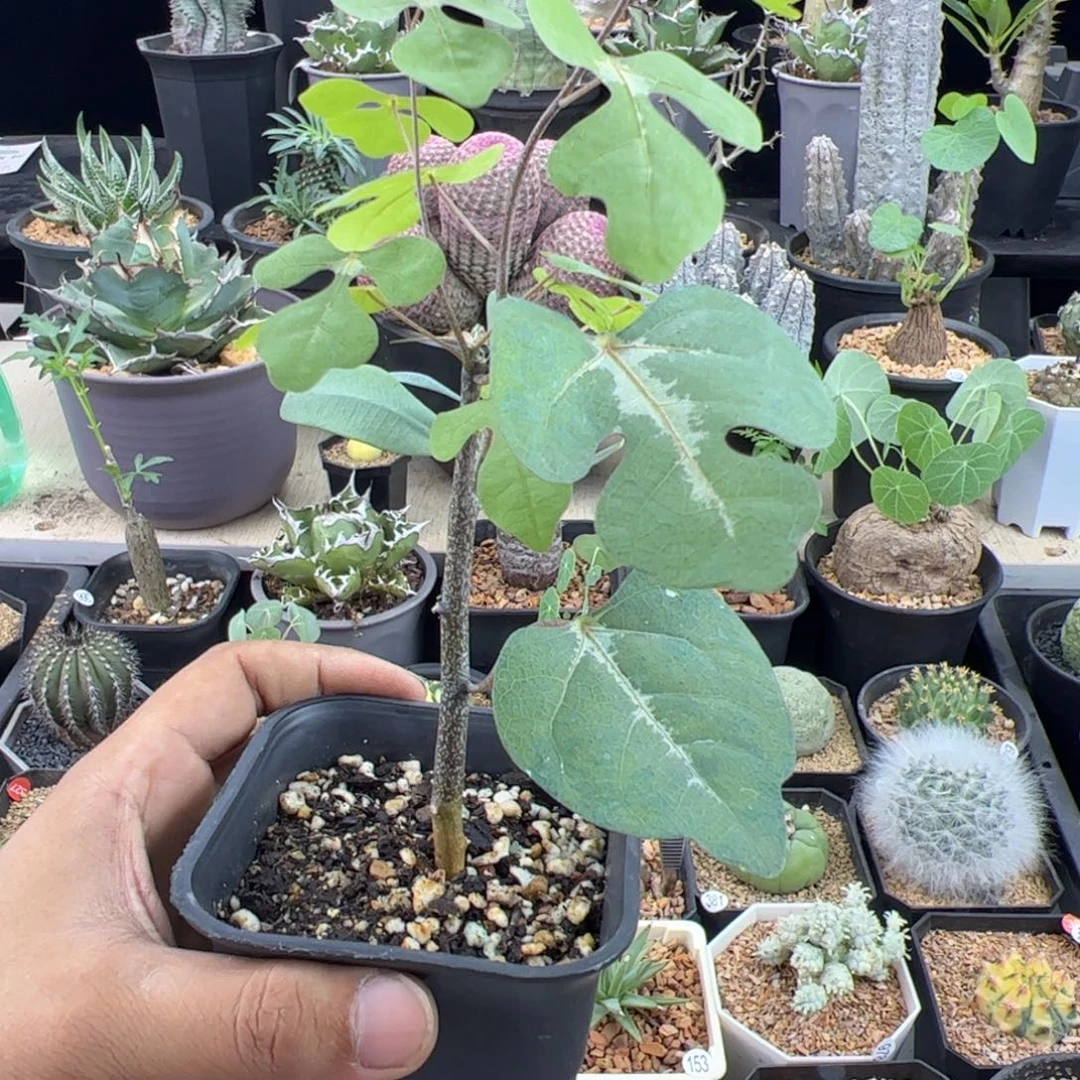 马岛西番莲扦插一物一拍带盆发