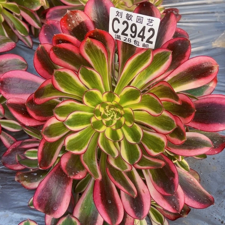 2942冰淇淋多肉植物法师