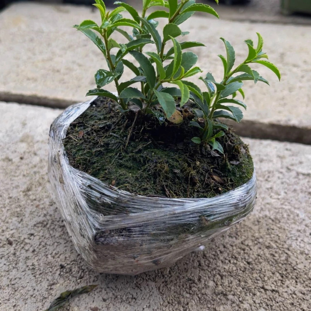 【闪购商品】无花朵一**者