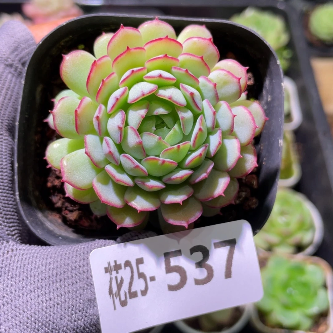 花利美25-537小红船