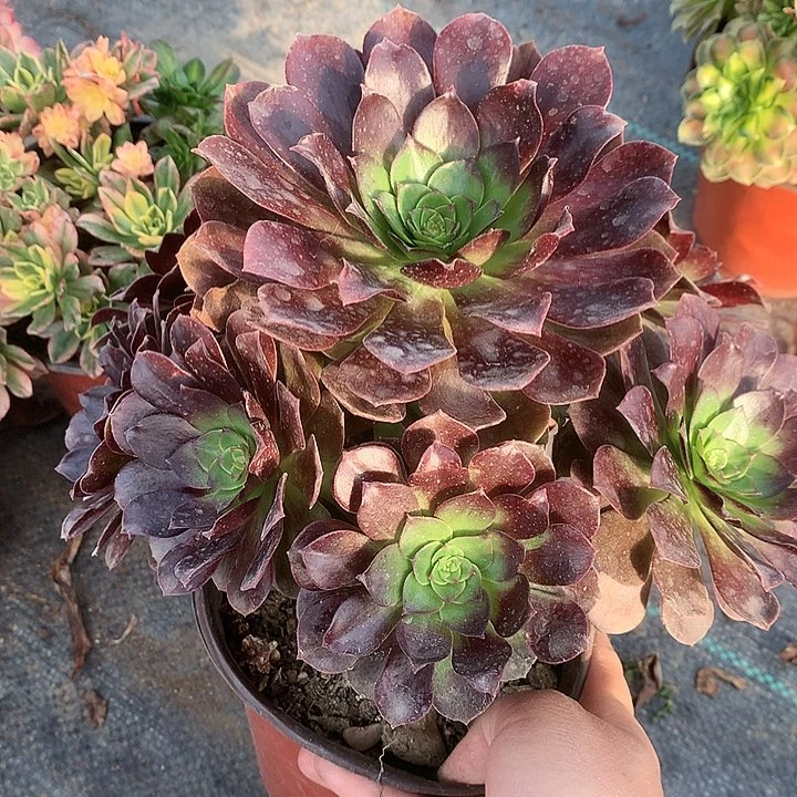 755赤焰莲多肉植物