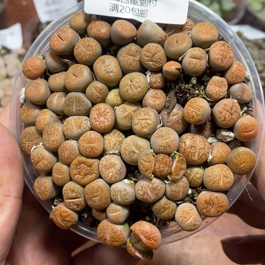 多肉蛋炒饭感谢您相伴455