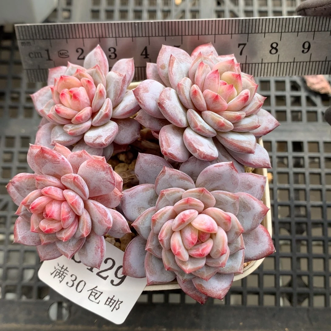 429。老桩玉芙蓉四头。