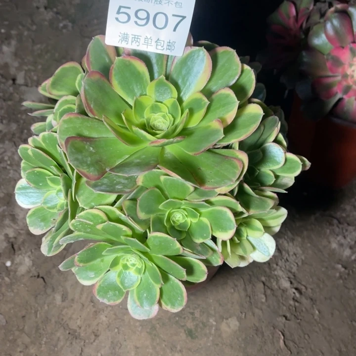 5907奶白的人多肉的