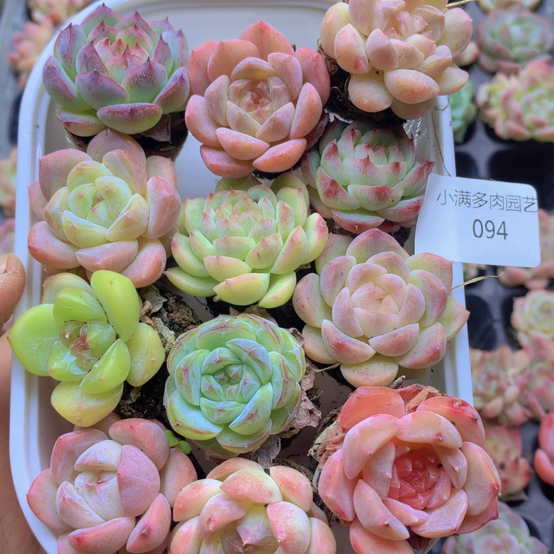 我要去看你了哦你也094