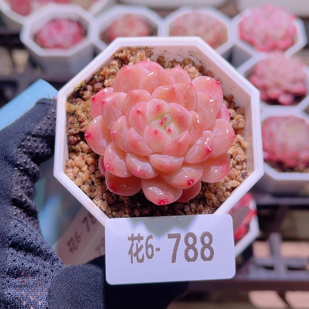 花利美6-788秘境冰魄