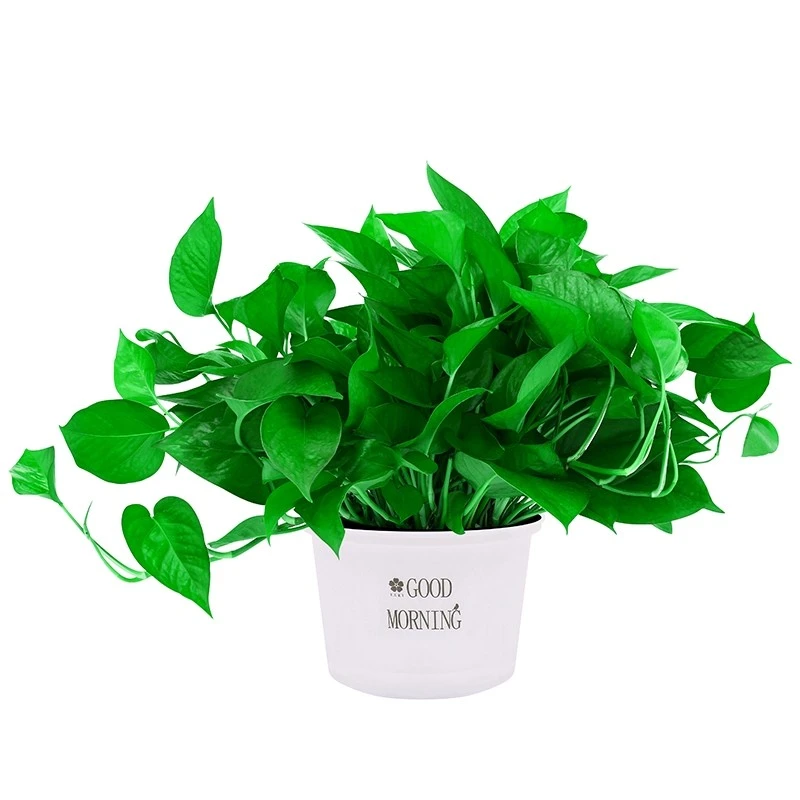 绿萝盆栽吸甲醛长藤植物花卉新房净化空气绿植易活水培除甲醛绿箩