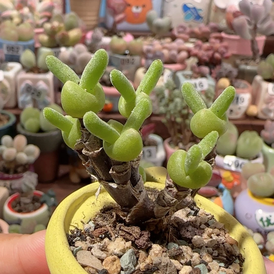 T枝干小兔兔盆口2.5cm