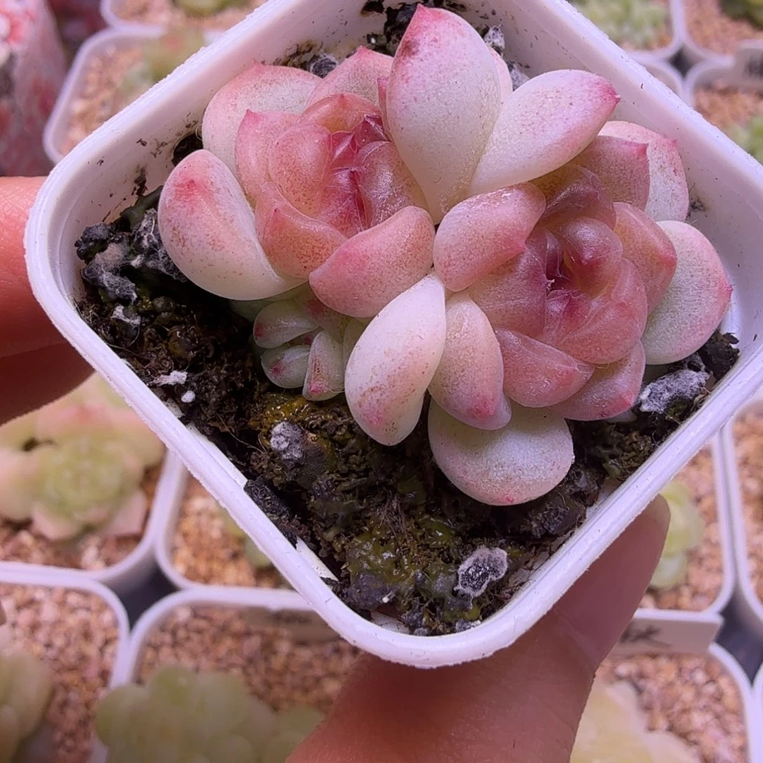 秃子甜心一物一拍