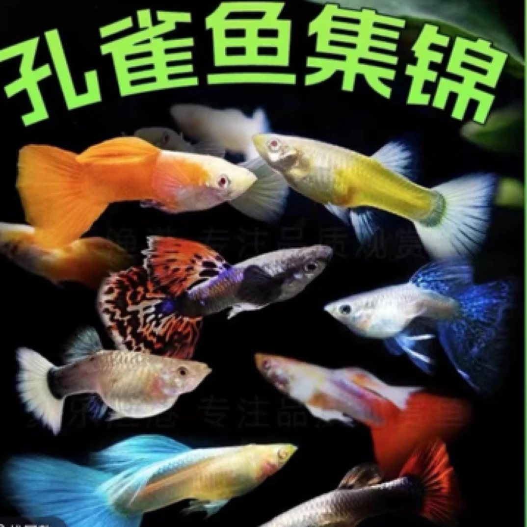 全家福集锦孔雀鱼热带观赏鱼小型鱼好养易繁殖淡水鱼苗